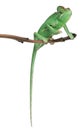 Young veiled chameleon, Chamaeleo calyptratus Royalty Free Stock Photo