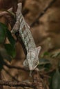 Young veiled chameleon clinging to a tree branch Royalty Free Stock Photo