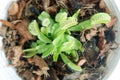 Young Venus flytrap or Dionaea muscipula are in white pot Royalty Free Stock Photo