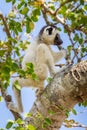 Young Verreaux`s Sifaka Lemur Royalty Free Stock Photo