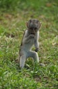 Young vervet monkey