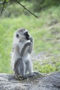 Young vervet monkey eating some food it found in Tanzania, Africa