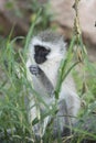 Young vervet monkey eating some food it found in Tanzania, Africa Royalty Free Stock Photo