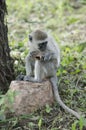 Young vervet monkey eating some food it found in Tanzania, Africa