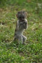 Young vervet monkey