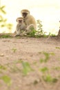Funny young vervet monkey playing Royalty Free Stock Photo