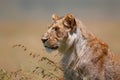 Young and very skinny lion male Royalty Free Stock Photo