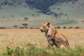 Young and very skinny lion male Royalty Free Stock Photo