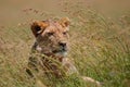 Young and very skinny lion male Royalty Free Stock Photo