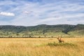 Young and very skinny lion male Royalty Free Stock Photo