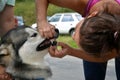 Young vet check outside the teeth to Alaskan Malamute, close up