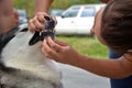 Young vet check outside the teeth to Alaskan Malamute, close up