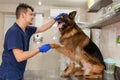 Young vet at the clinic with a dog German shepherd breed. Animal healthcare concept Royalty Free Stock Photo