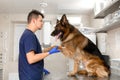 Young vet at the clinic with a dog German shepherd breed. Animal healthcare concept Royalty Free Stock Photo