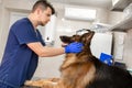 Young vet at the clinic with a dog German shepherd breed. Animal healthcare concept Royalty Free Stock Photo