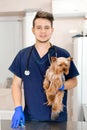 Young vet at the clinic with a dog yorkshire terrier breed. Animal healthcare concept