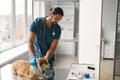 Young vet clinician putting protective collar around neck of sick corgi dog Royalty Free Stock Photo