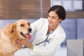 Young vet examining dog Royalty Free Stock Photo