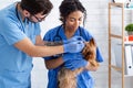 Young veterinarian with assistant using eardrops to treat dog in animal hospital Royalty Free Stock Photo