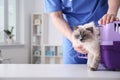 Young veterinarian with cat Royalty Free Stock Photo