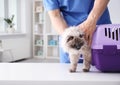 Young veterinarian with cat Royalty Free Stock Photo