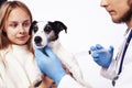 Young veterinarian doctor in blue gloves examine little cute dog jack russell isolated on white background with owner Royalty Free Stock Photo