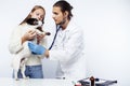 Young veterinarian doctor in blue gloves examine little cute dog jack russell isolated on white background with owner Royalty Free Stock Photo