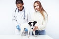 Young veterinarian doctor in blue gloves examine little cute dog jack russell isolated on white background with owner Royalty Free Stock Photo