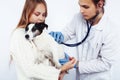 Young veterinarian doctor in blue gloves examine little cute dog jack russell isolated on white background with owner Royalty Free Stock Photo