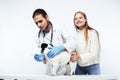 Young veterinarian doctor in blue gloves examine little cute dog jack russell isolated on white background with owner Royalty Free Stock Photo