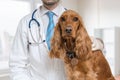 Young veterinarian doctor is examining a dog in vet clinic Royalty Free Stock Photo