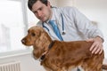 Young veterinarian doctor is examining a dog in vet clinic Royalty Free Stock Photo