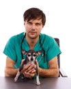 Young veterinarian doctor holding a chihuahua dog