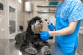 Young veterinarian technician check his patient ears. Dog ear check in vet clinic Royalty Free Stock Photo