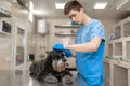 Young veterinarian technician check his patient ears. Dog ear check in vet clinic Royalty Free Stock Photo