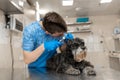 Young veterinarian technician check his patient ears. Dog ear check in vet clinic Royalty Free Stock Photo