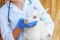 Young veterinarian woman with stethoscope holding and examining goat kid on ranch background. Young goatling with vet hands for