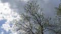 Young vibrant green leaves on stormy sky background. The first spring tender leaves, buds and branches. Royalty Free Stock Photo