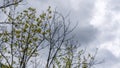 Young vibrant green leaves on stormy sky background. The first spring tender leaves, buds and branches. Royalty Free Stock Photo