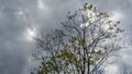 Young vibrant green leaves on stormy sky background. The first spring tender leaves, buds and branches. Royalty Free Stock Photo