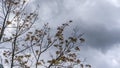 Young vibrant green leaves on stormy sky background. The first spring tender leaves, buds and branches. Royalty Free Stock Photo