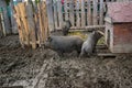 Young Vietnamese piggy on the barn yard. Little pigs feed on traditional rural farm yard