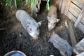 Young Vietnamese piggy on the barn yard. Little pigs feed on traditional rural farm yard