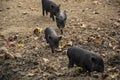 Young Vietnamese Pot-bellied pigs walking
