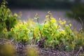 Young vine of gamay at Beaujolais, France