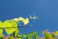 Young vine grapes