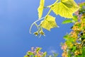 Young vine grapes