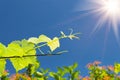 Young vine grapes