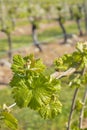 Young vine leaves and shoots growing in organic vineyard Royalty Free Stock Photo