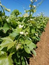 Young vine leaves in spring in a south italian vineyards Royalty Free Stock Photo